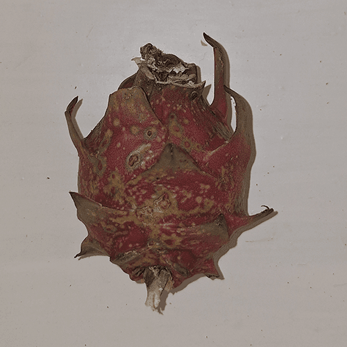 dragon fruit images